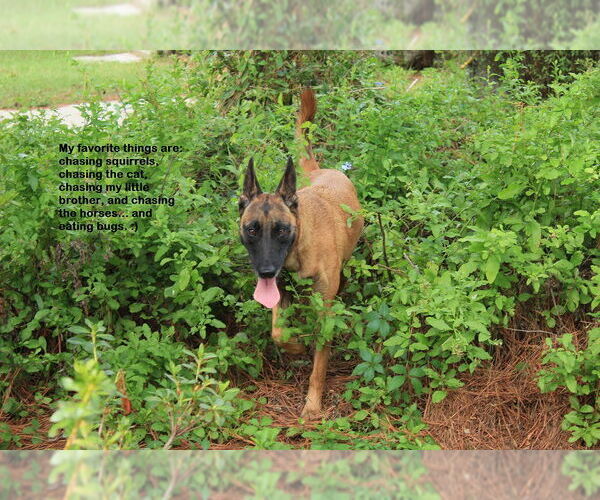 Medium Photo #2 Mutt Puppy For Sale in Stevens Point, WI, USA