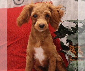 Cavapoo Puppy for sale in THORP, WI, USA
