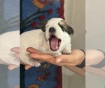 Small #7 Pembroke Welsh Corgi-Poodle (Miniature) Mix