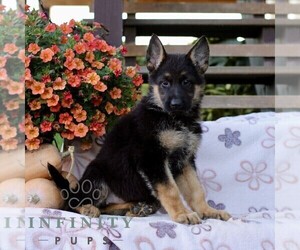 German Shepherd Dog Puppy for sale in LANCASTER, PA, USA