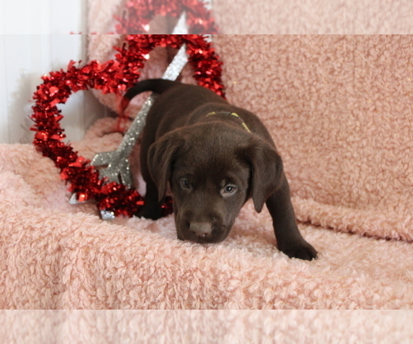 Medium Photo #6 Labrador Retriever Puppy For Sale in RICHLAND, IA, USA