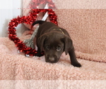 Small Photo #6 Labrador Retriever Puppy For Sale in RICHLAND, IA, USA