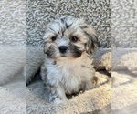 Puppy Dewey Zuchon