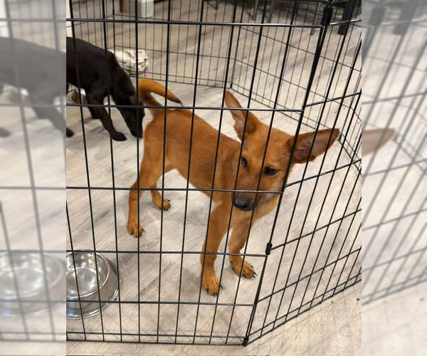Medium Photo #5 Airedale Terrier-Unknown Mix Puppy For Sale in Wheaton, IL, USA
