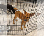 Small #4 Airedale Terrier Mix