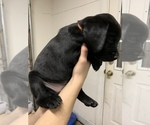 Small Photo #9 Labrador Retriever Puppy For Sale in WOODBURN, IN, USA