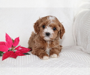 Cavapoo Puppy for sale in SHILOH, OH, USA