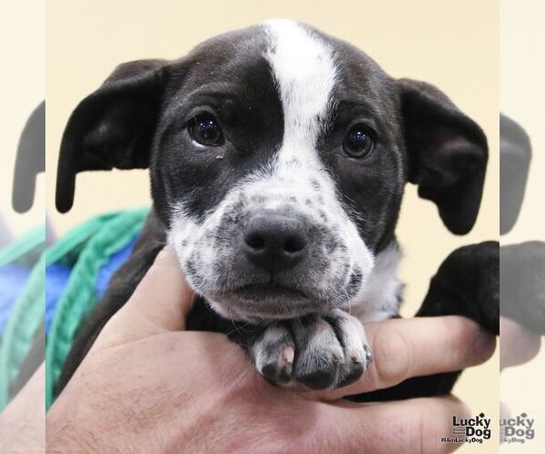 Medium Photo #4 Labrador Retriever-Unknown Mix Puppy For Sale in Washington, DC, USA