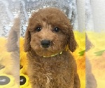 Small Photo #11 Goldendoodle (Miniature) Puppy For Sale in BULLARD, TX, USA