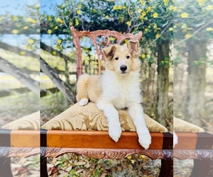Collie Puppy for Sale in OCALA, Florida USA