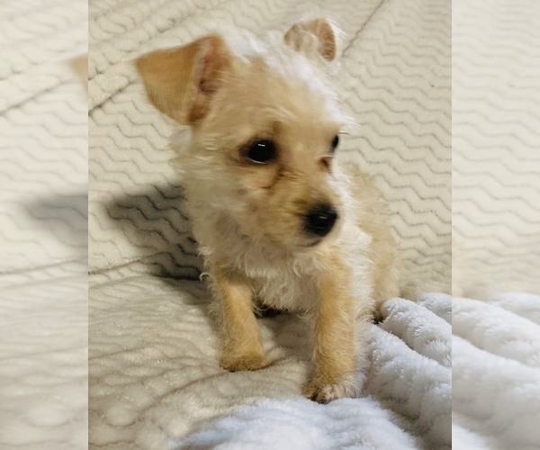 Medium Photo #6 Chorkie Puppy For Sale in LA SIERRA, CA, USA