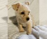 Small Photo #6 Chorkie Puppy For Sale in LA SIERRA, CA, USA