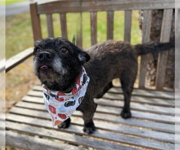 Medium Photo #1 Mutt Puppy For Sale in Warrenton, VA, USA