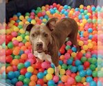 Small #3 American Pit Bull Terrier Mix