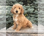 Small #3 Goldendoodle (Miniature)
