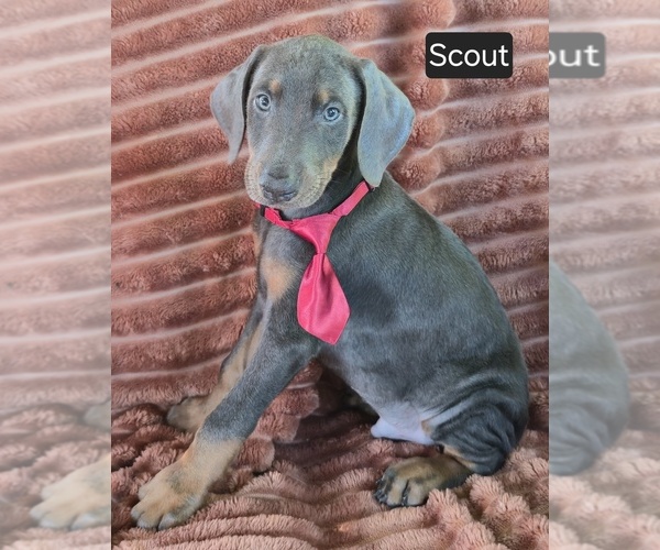 Medium Photo #2 Doberman Pinscher Puppy For Sale in ALBANY, OH, USA