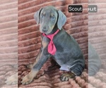 Small #1 Doberman Pinscher