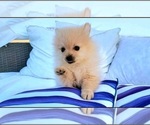 Small Photo #6 Pomeranian Puppy For Sale in PARKER, AZ, USA