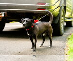 Small #1 Labrador Retriever Mix