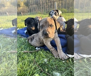 Daniff Puppy for sale in MOUNT PLEASANT, IA, USA