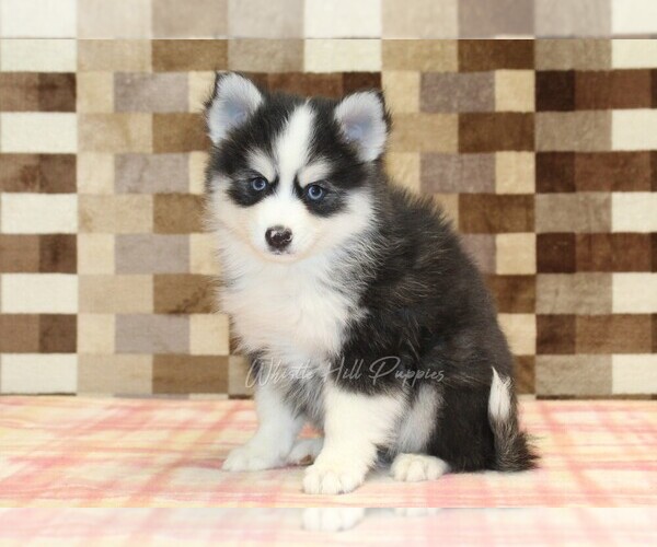 Medium Photo #1 Pomsky Puppy For Sale in DENVER, PA, USA