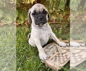 Puggle Puppy for sale in MIDDLEBURY, IN, USA