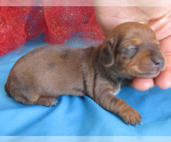 Medium Photo #7 Dachshund Puppy For Sale in FOYIL, OK, USA