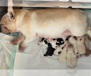 French Bulldog Litter for sale in LEHIGH ACRES, FL, USA