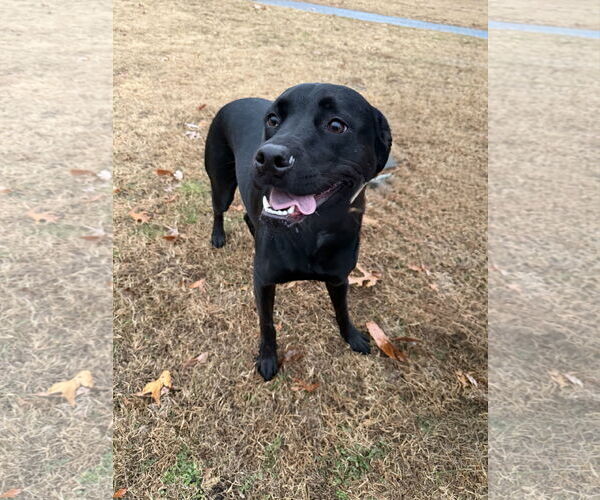 Medium Photo #3 American Pit Bull Terrier-Unknown Mix Puppy For Sale in Oakhurst, NJ, USA