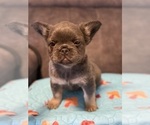 Small #4 French Bulldog
