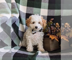 Poodle (Toy) Puppy for sale in LINCOLN UNIVERSITY, PA, USA