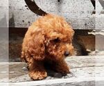 Small #2 YorkiePoo
