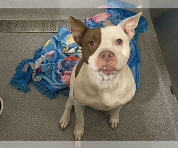 Medium Photo #1 Mutt Puppy For Sale in Orange, CA, USA