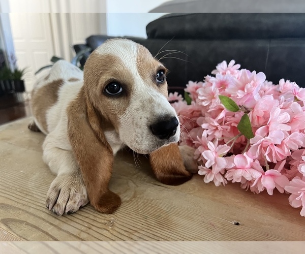 Medium Photo #9 Basset Hound Puppy For Sale in BEAUMONT, CA, USA