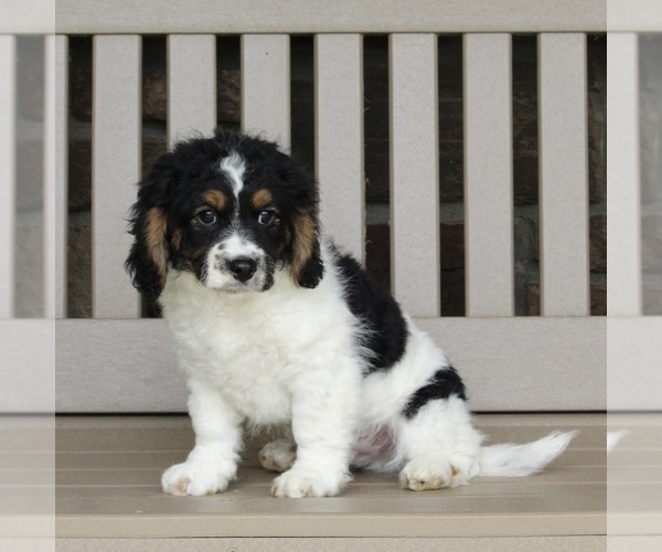 Medium Photo #2 Cavapoo Puppy For Sale in FREDERICKSBURG, OH, USA