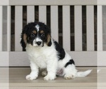 Small Photo #2 Cavapoo Puppy For Sale in FREDERICKSBURG, OH, USA