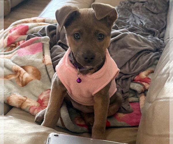 Medium Photo #11 Mutt Puppy For Sale in Brooklyn Center, MN, USA