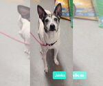 Small #1 Rat Terrier Mix