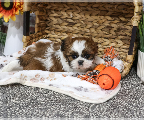 Medium Photo #4 Shih Tzu Puppy For Sale in SYRACUSE, IN, USA