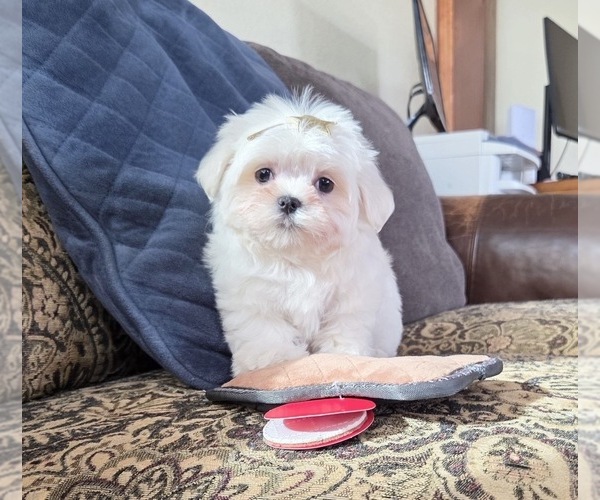 Medium Photo #2 Maltese Puppy For Sale in SANTA CLARITA, CA, USA