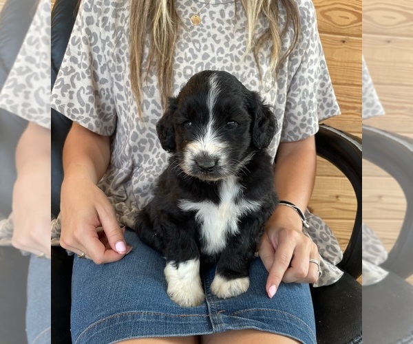 Medium Photo #1 F2 Aussiedoodle Puppy For Sale in BERLIN, NJ, USA