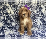 Small #3 Cockapoo