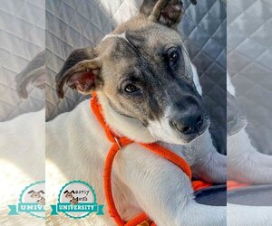 Australian Shepherd-Unknown Mix Dogs for adoption in Kennesaw, GA, USA