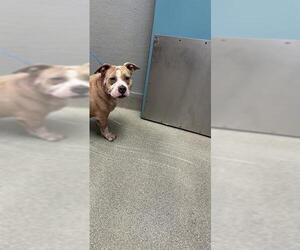 American Pit Bull Terrier-Unknown Mix Dogs for adoption in Las Vegas, NV, USA
