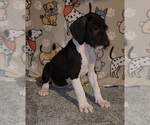Small #4 Great Dane