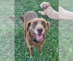 Small Chesapeake Bay Retriever