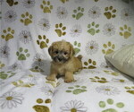 Small #1 Morkie