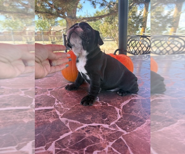 Medium Photo #17 French Bulldog Puppy For Sale in YUCCA VALLEY, CA, USA