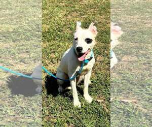 Mutt Dogs for adoption in Rustburg, VA, USA