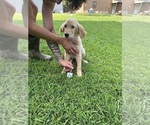 Small Photo #6 Golden Retriever Puppy For Sale in PEGGS, OK, USA